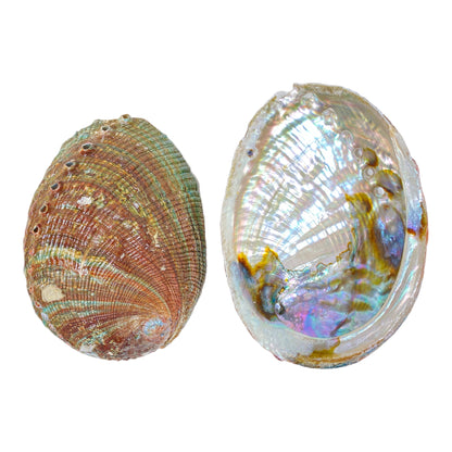 Emerald Waves: Green Abalone Sea Shell Treasure