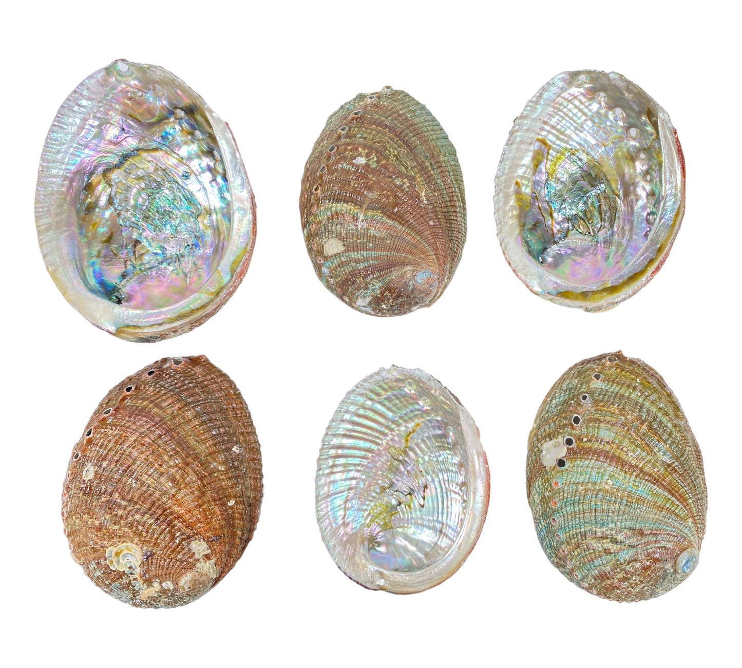 Emerald Waves: Green Abalone Sea Shell Treasure