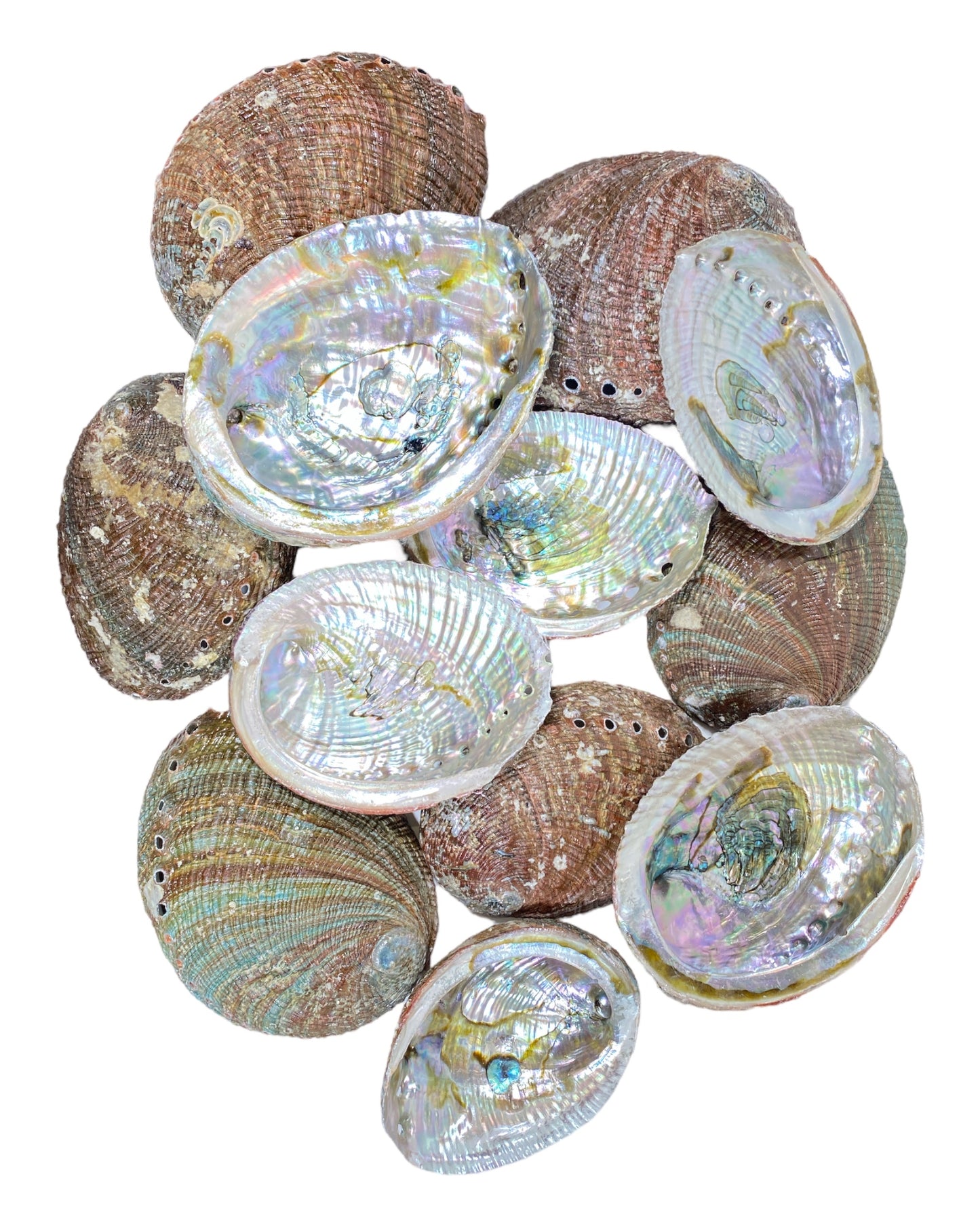 Emerald Waves: Green Abalone Sea Shell Treasure